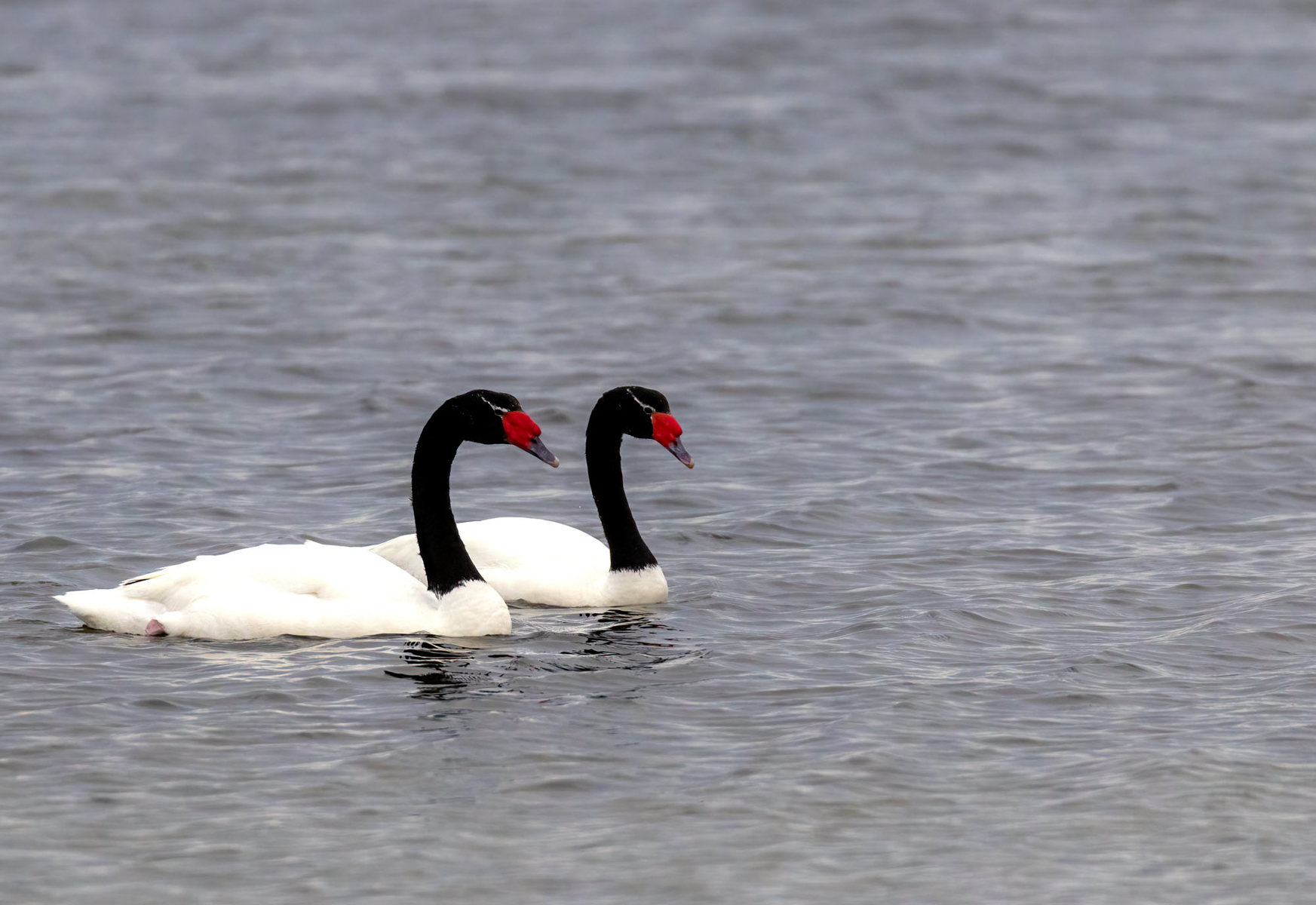 Black-necked Swan pair (image by Wild Images guest Stuart Hahn)