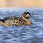 Bronze-winged (or Spectacled) Duck, is one of the smartest South American ducks (image by Mike Watson)