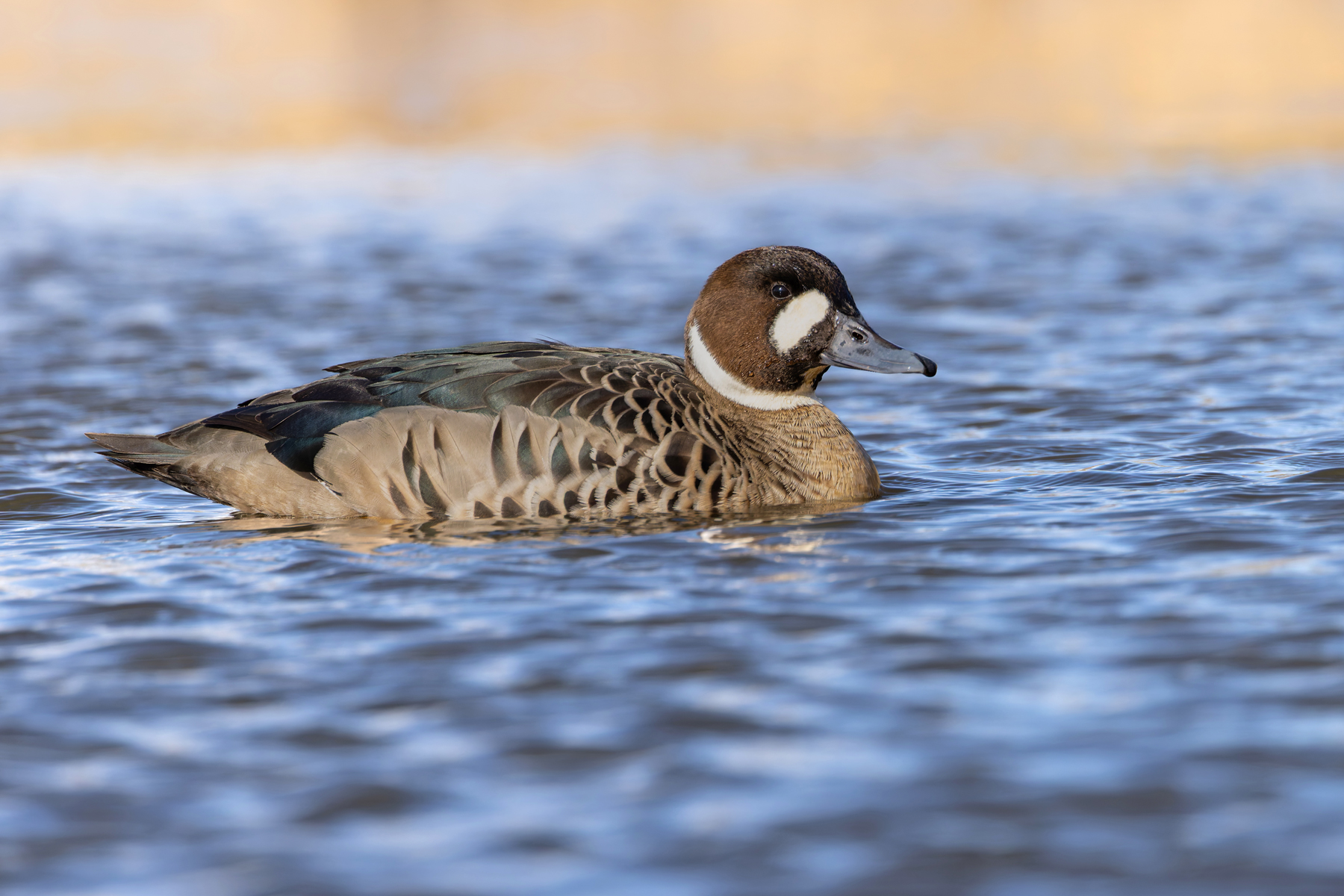 Bronze-winged (or Spectacled) Duck, is one of the smartest South American ducks (image by Mike Watson)