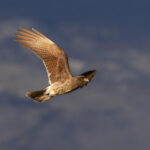 Chimango Caracaras follow Pumas in the hope of an easy meal (image by Mike Watson)