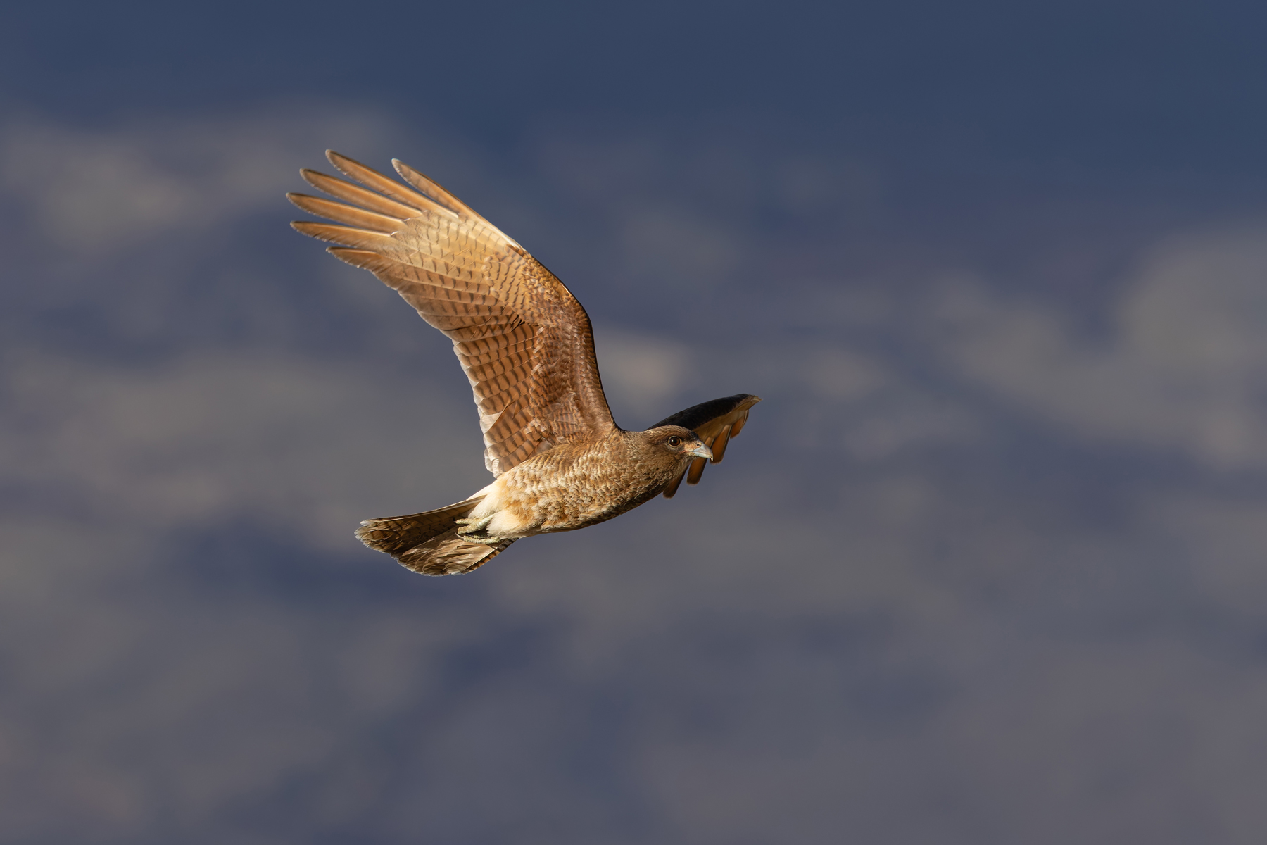 Chimango Caracaras follow Pumas in the hope of an easy meal (image by Mike Watson)