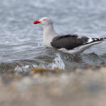 Dolphin Gull is another smart bird only available in the far south (image by Mike Watson)