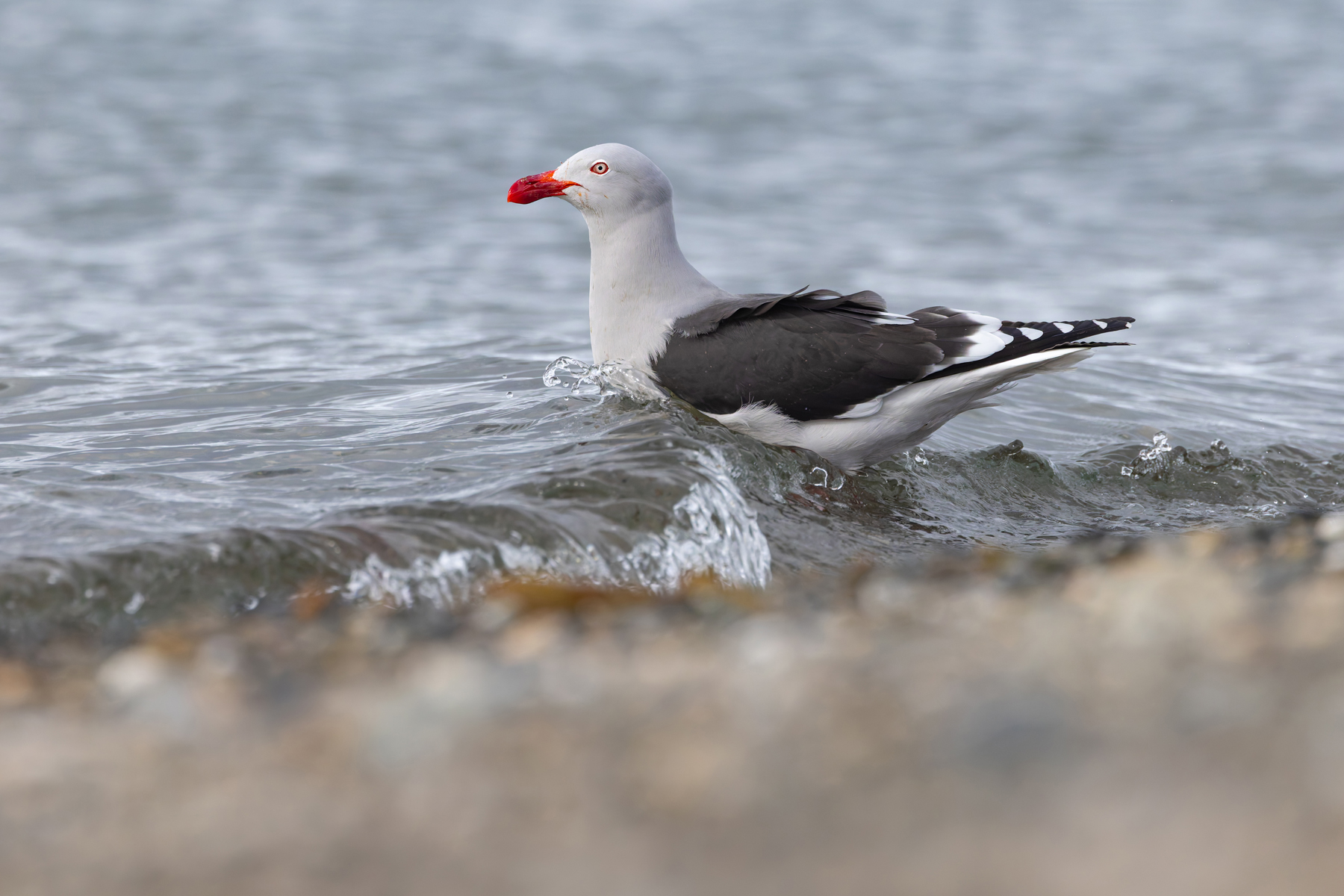 Dolphin Gull is another smart bird only available in the far south (image by Mike Watson)