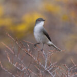 The smart Fire-eyed Diucon is a membe of the Tyrant Flycatcher family, the largest bird family (image by Mike Watson)