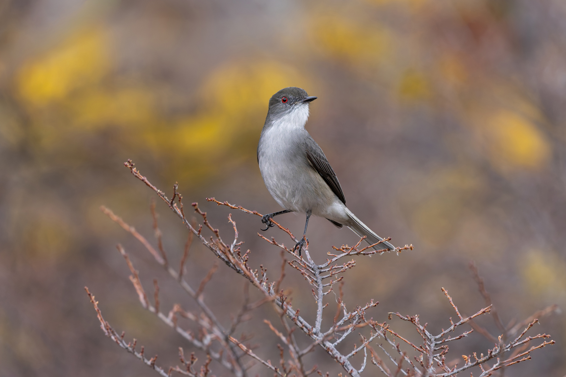 The smart Fire-eyed Diucon is a membe of the Tyrant Flycatcher family, the largest bird family (image by Mike Watson)