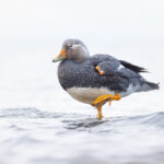 The rather ungainly Flying Steamer Duck looks like old duck technology! (image by Mike Watson)