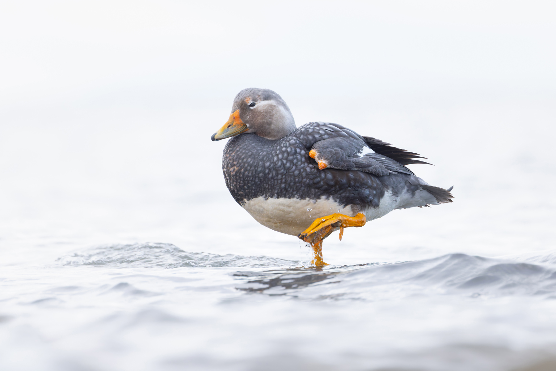 The rather ungainly Flying Steamer Duck looks like old duck technology! (image by Mike Watson)