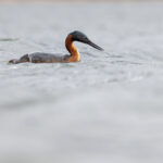 Great Grebes grace large lakes in the Torres del Paine region (image by Mike Watson)