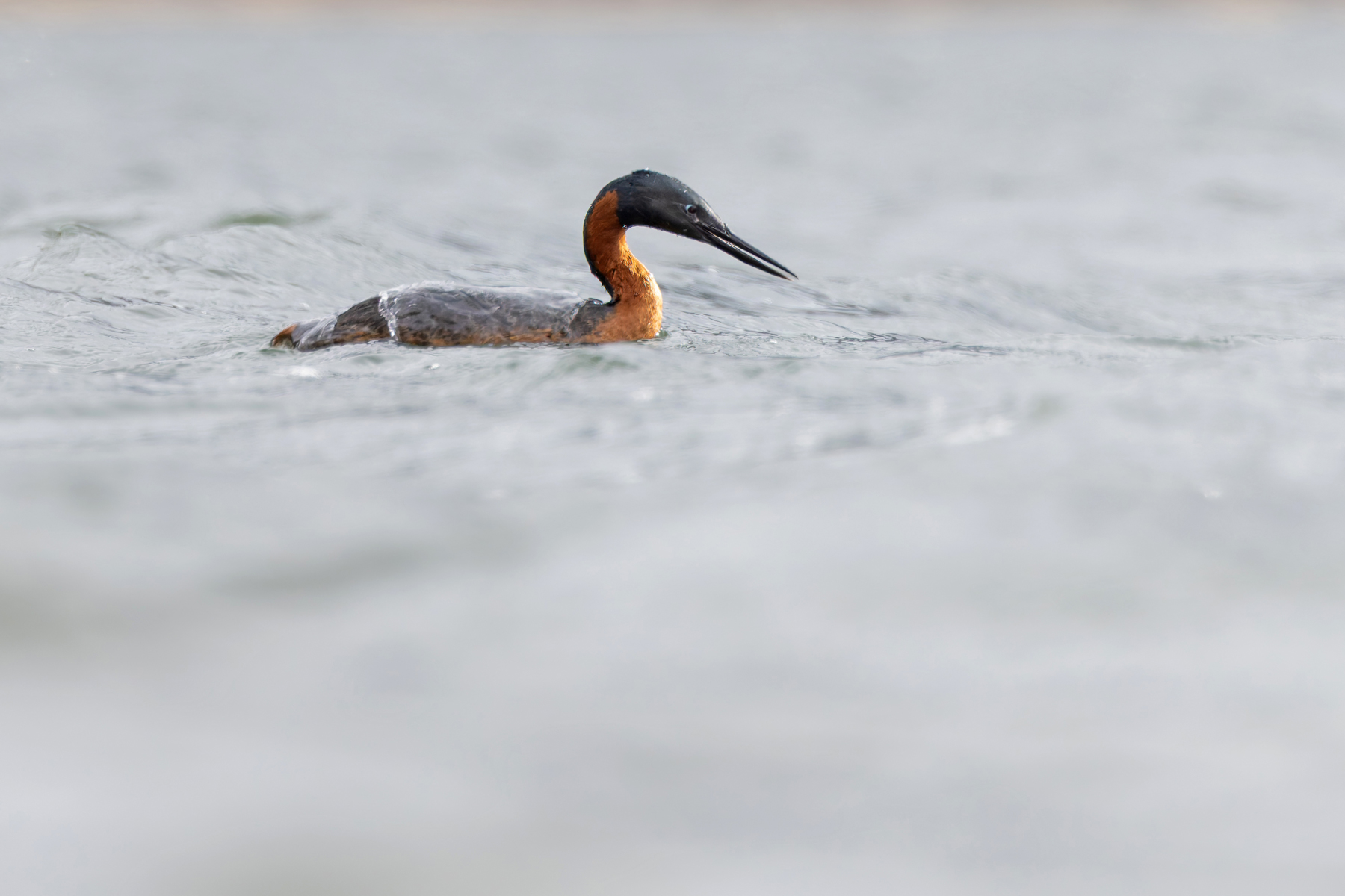 Great Grebes grace large lakes in the Torres del Paine region (image by Mike Watson)
