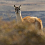 Guanaco, the ancestor of the Llama and favoutite food of Pumas (image by Mike Watson)