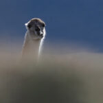Guanaco, remind us it is a camel in this view (image by Mike Watson)