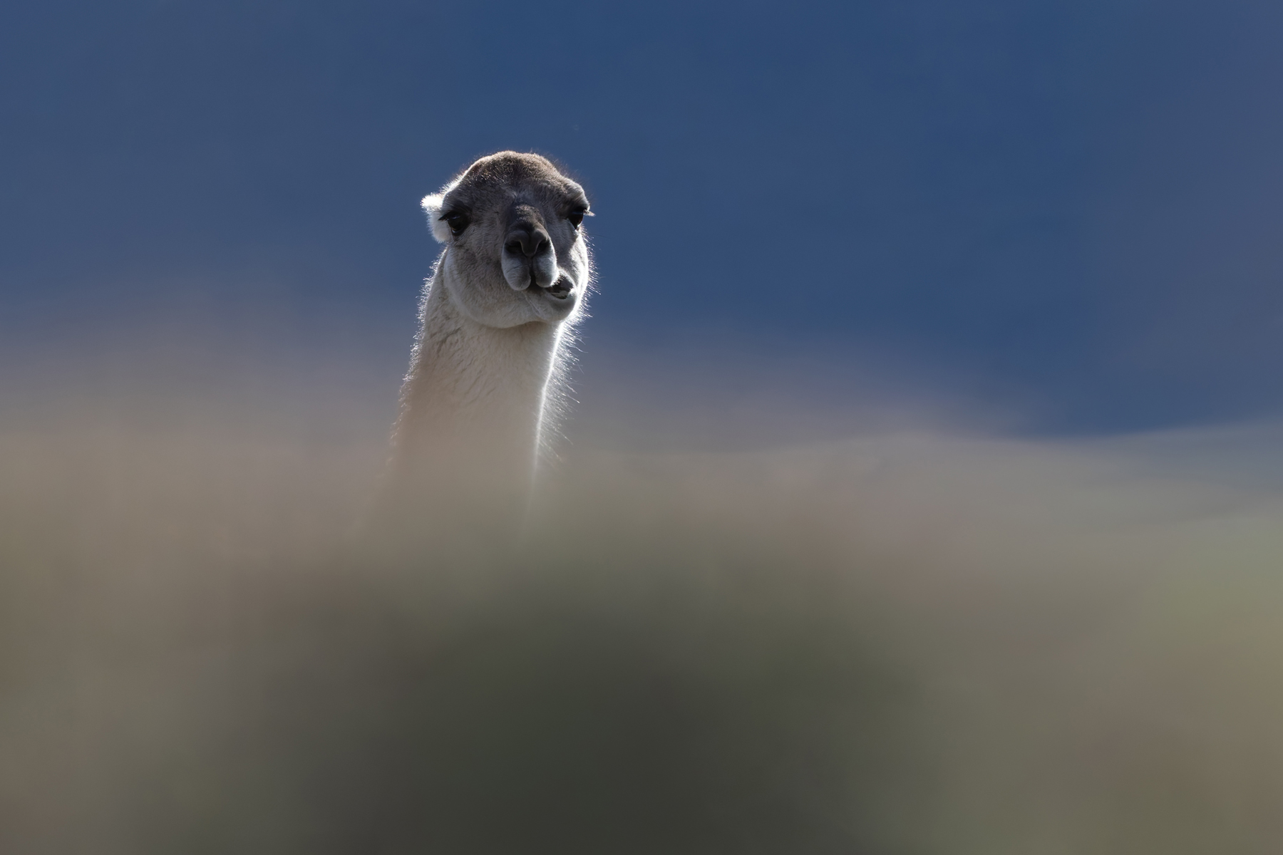 Guanaco, remind us it is a camel in this view (image by Mike Watson)