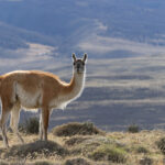 Guanacos are rather beautiful creatures! (image by Mike Watson)