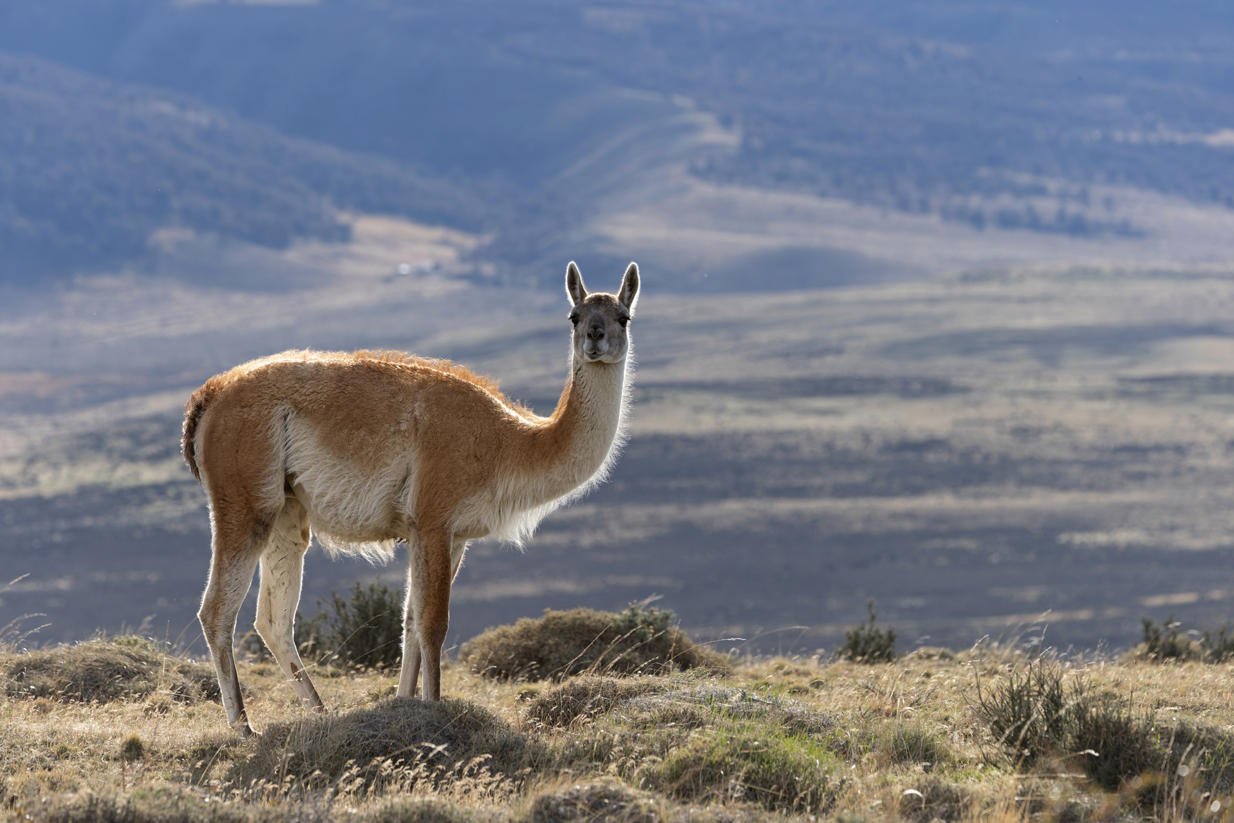 Guanacos are rather beautiful creatures! (image by Mike Watson)
