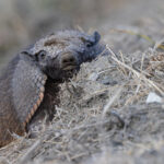 Large Hairy Armadillo is one of the star mammals of this tour (image by Mike Watson)