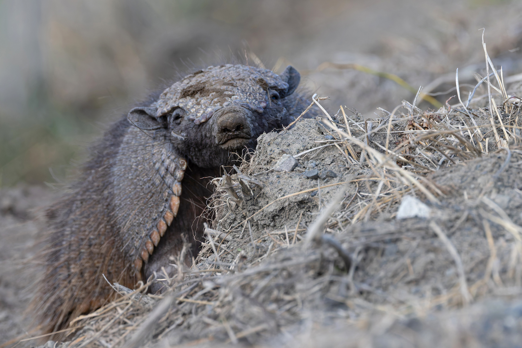 Large Hairy Armadillo is one of the star mammals of this tour (image by Mike Watson)