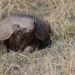 Large Hairy Armadillo, covered in hair as an adaptation to the cold climate of the far south (image by Mike Watson)