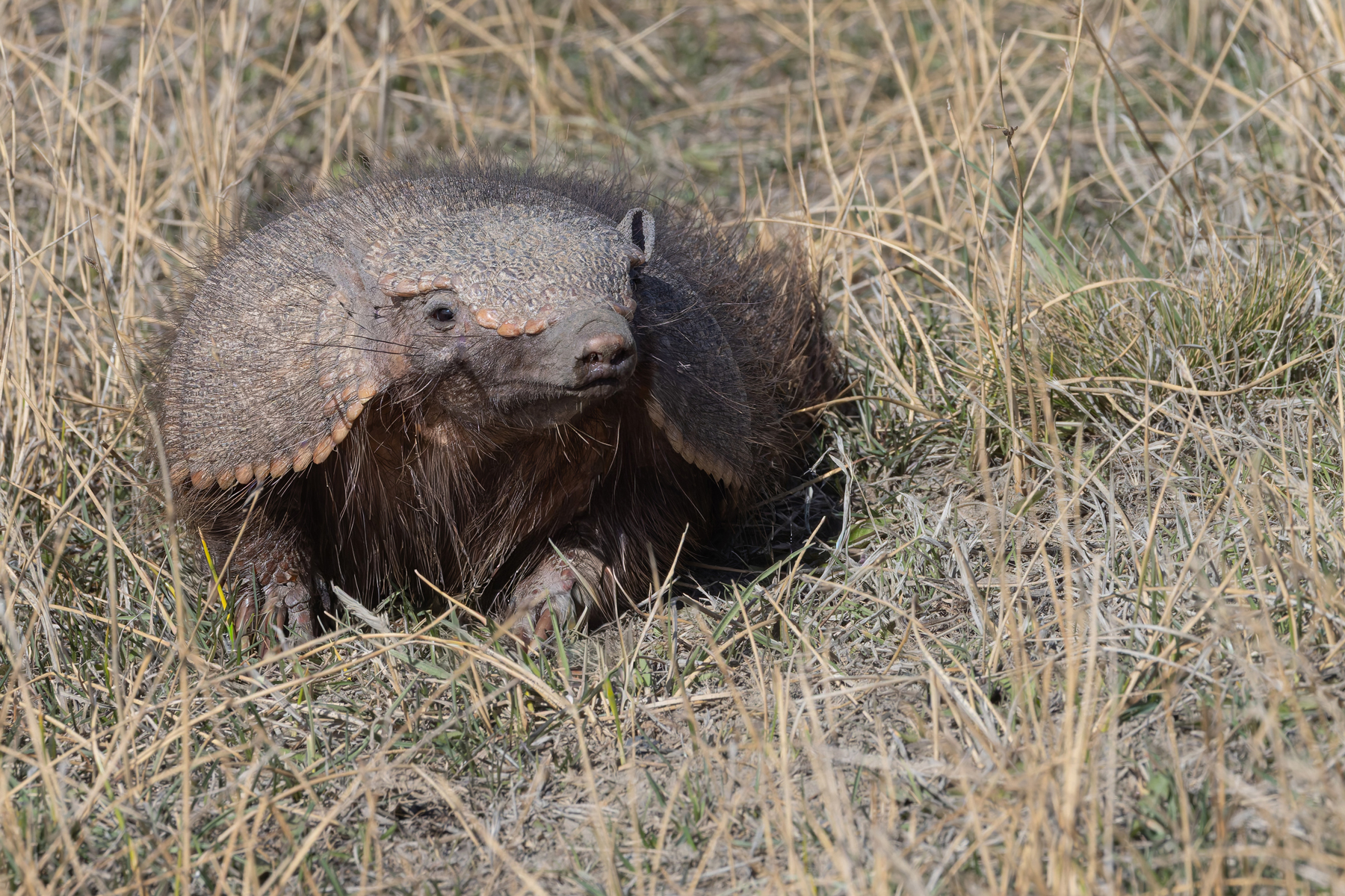 Large Hairy Armadillo, covered in hair as an adaptation to the cold climate of the far south (image by Mike Watson)