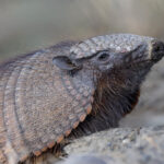 The heavily armoured Large Hairy Armadillo can sometimes be very tame! (image by Mike Watson)