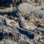 Least Seedsnipe is quite shy and tricky to approach closely (image by Mike Watson)
