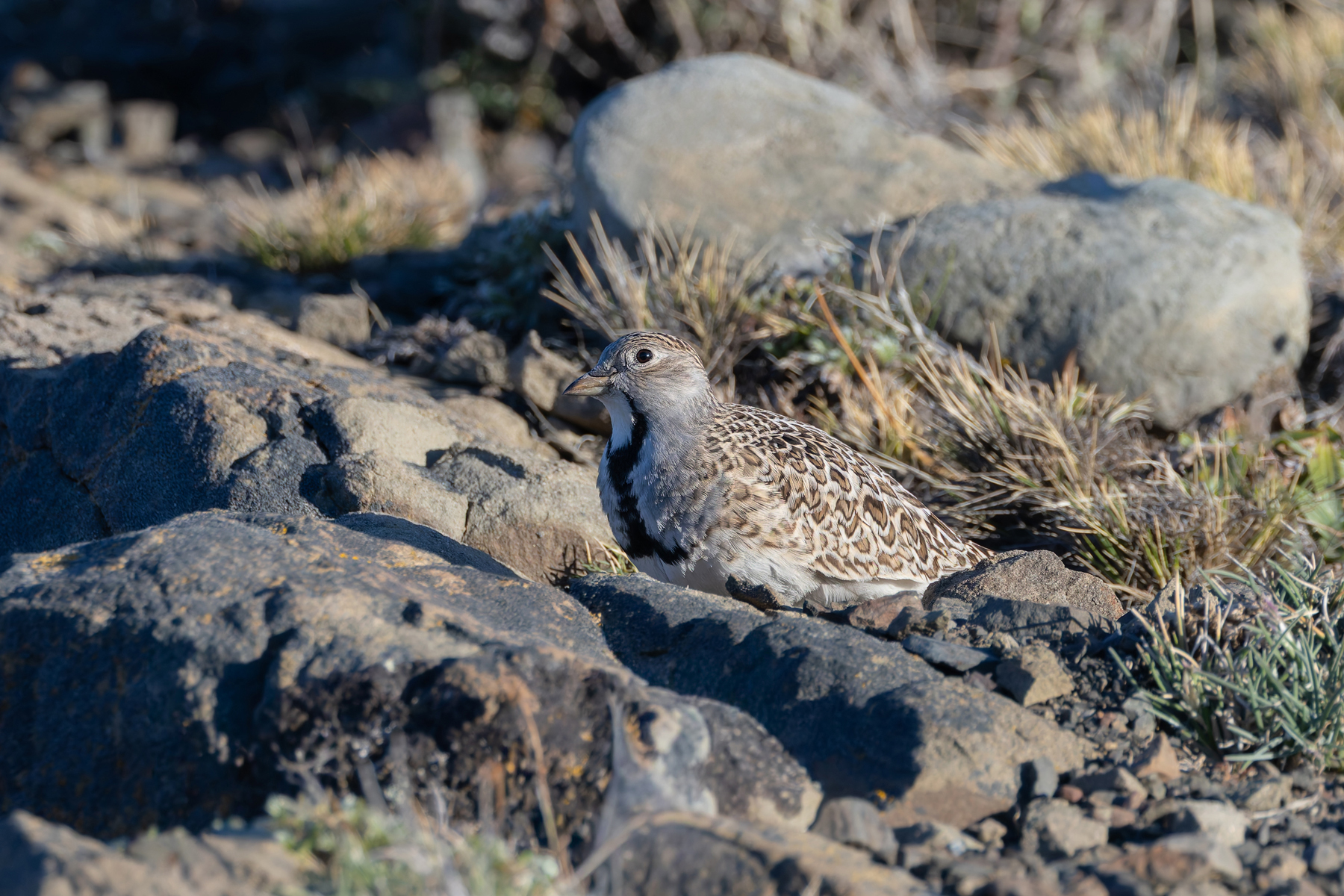 Least Seedsnipe is quite shy and tricky to approach closely (image by Mike Watson)