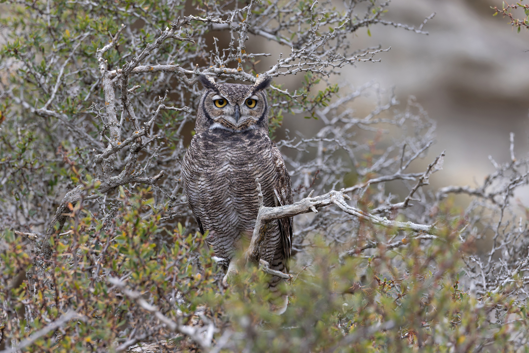 The Lesser (or Magellanic) Horned Owl, which obliged so well for our group (image by Mike Watson)