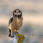 The icy stare of a Short-eared Owl (image by Wild Images guest Stuart Hahn)