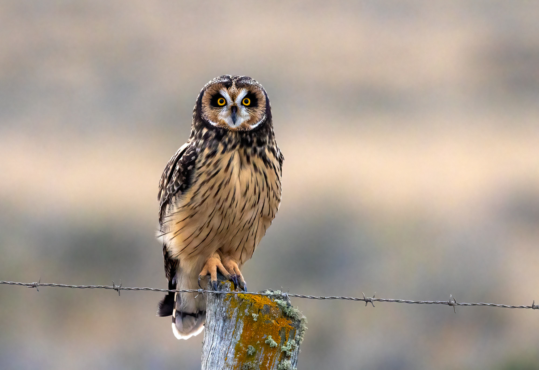The icy stare of a Short-eared Owl (image by Wild Images guest Stuart Hahn)