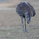 Lesser Rhea, basically a miniature ostrich (image by Mike Watson)