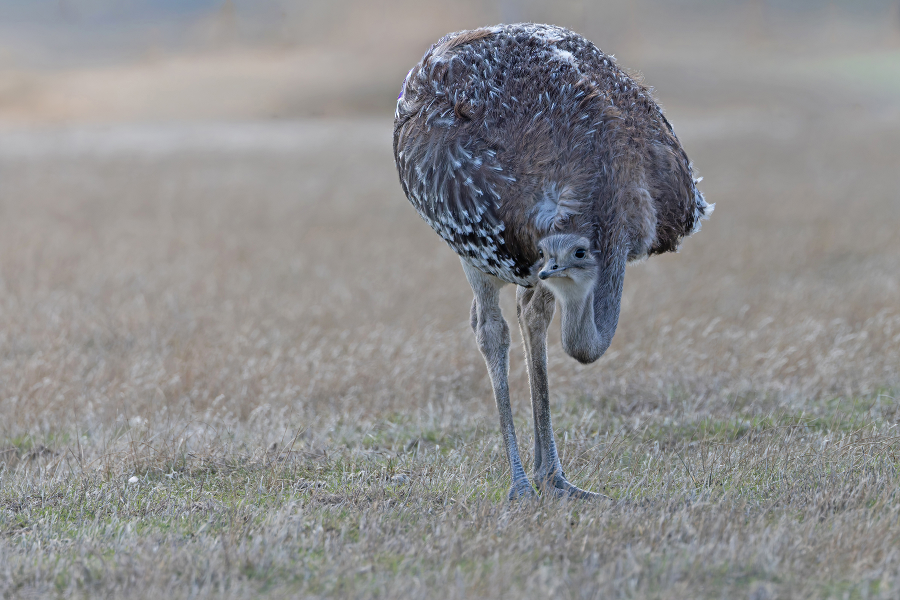 Lesser Rhea, basically a miniature ostrich (image by Mike Watson)