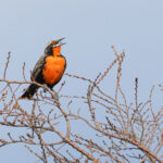 Long-tailed Meadowlark is a common sight in Patagonia (image by Mike Watson)