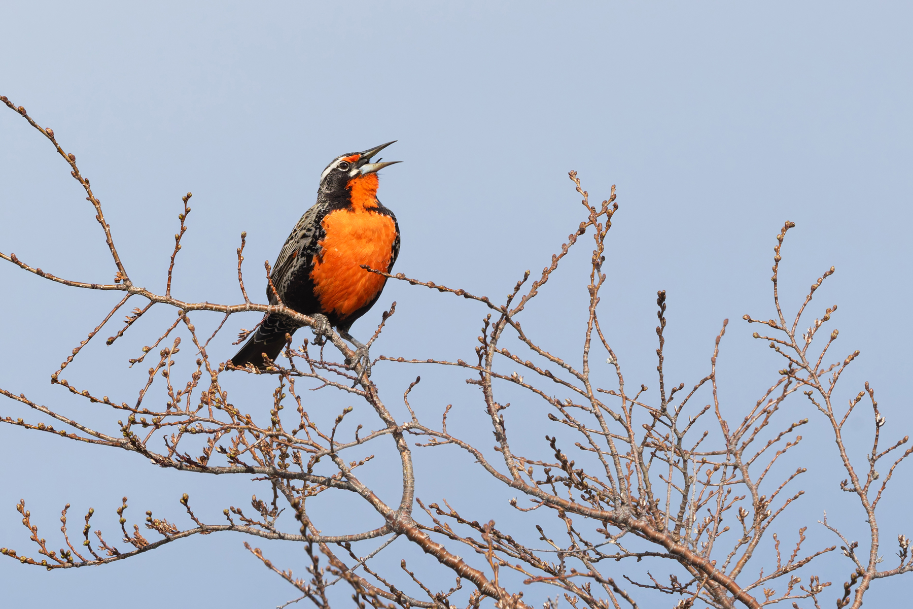 Long-tailed Meadowlark is a common sight in Patagonia (image by Mike Watson)