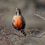 Long-tailed Meadowlark adds some colour to the landscape (image by Mike Watson)