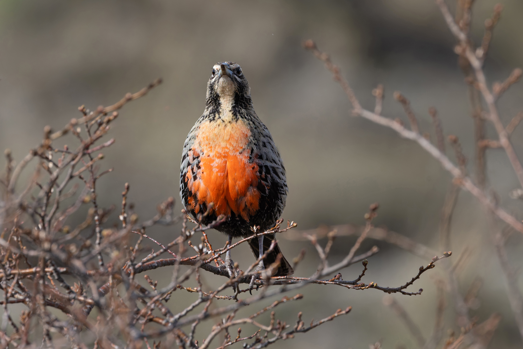 Long-tailed Meadowlark adds some colour to the landscape (image by Mike Watson)