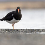 Magellanic Oystercatcher is a thin-billed member of its clan (image by Mike Watson)