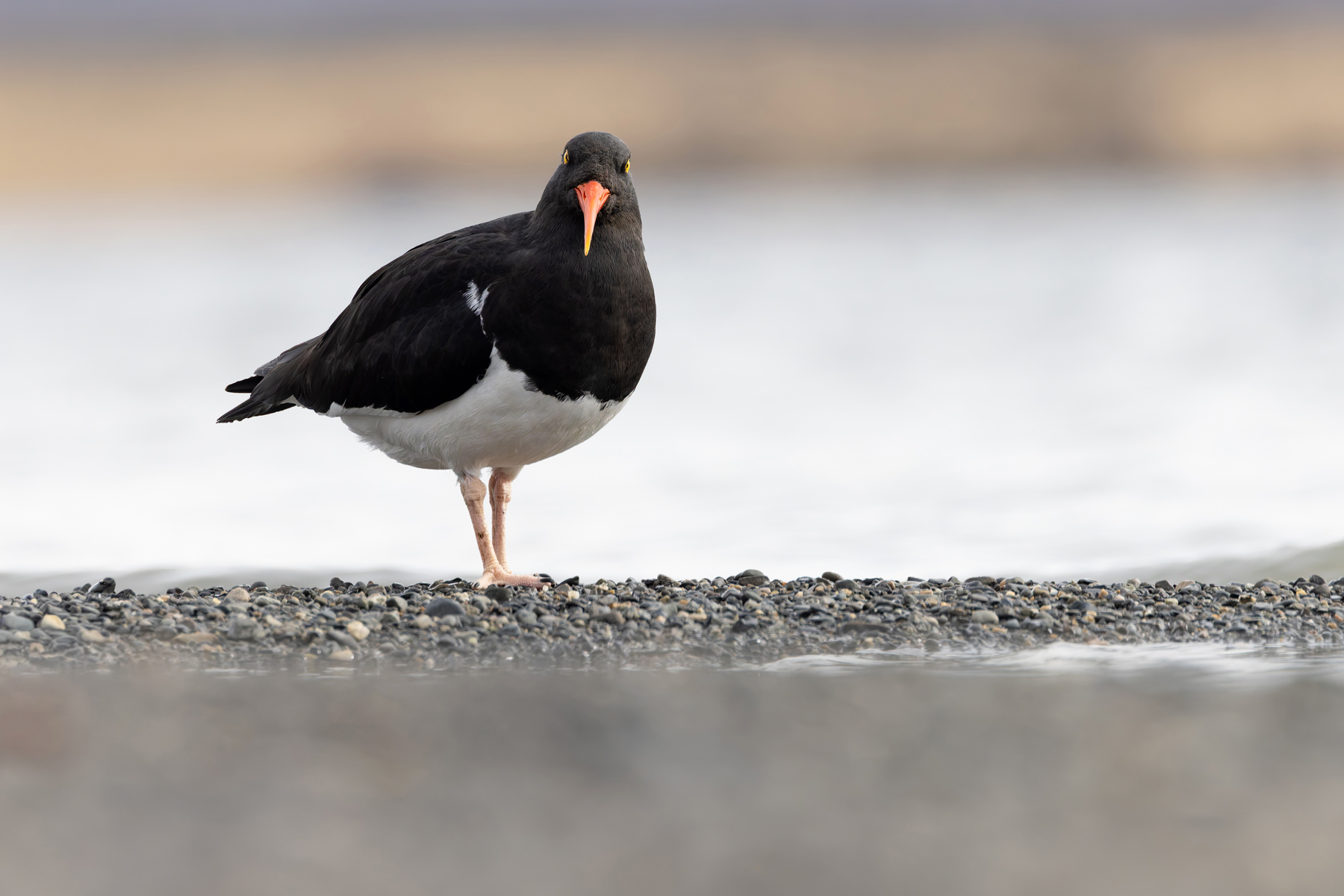 Magellanic Oystercatcher is a thin-billed member of its clan (image by Mike Watson)
