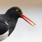 Magellanic Oystercatcher has a very weird pupil! (image by Mike Watson)