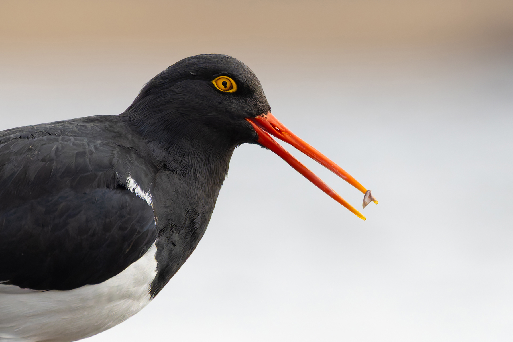 Magellanic Oystercatcher has a very weird pupil! (image by Mike Watson)