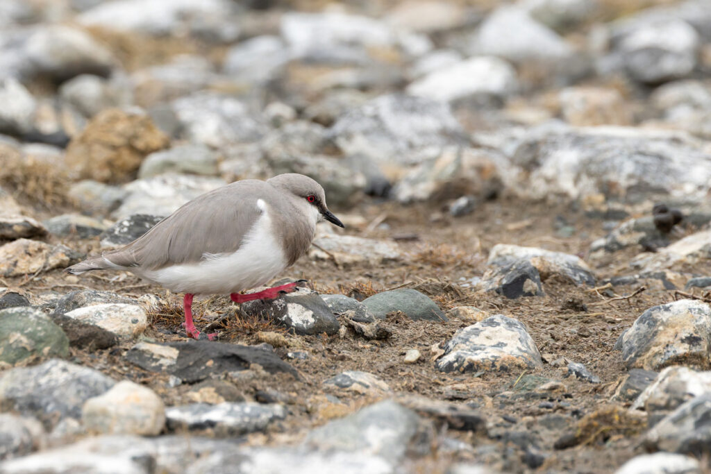 Magellanic Plover, so strange it is the only member of its bird family (image by Mike Watson)