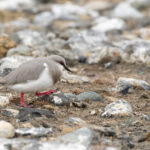 Magellanic Plover, so strange it is the only member of its bird family (image by Mike Watson)