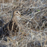 Magellanic Snipe, a variation on the snipe theme (image by Mike Watson)