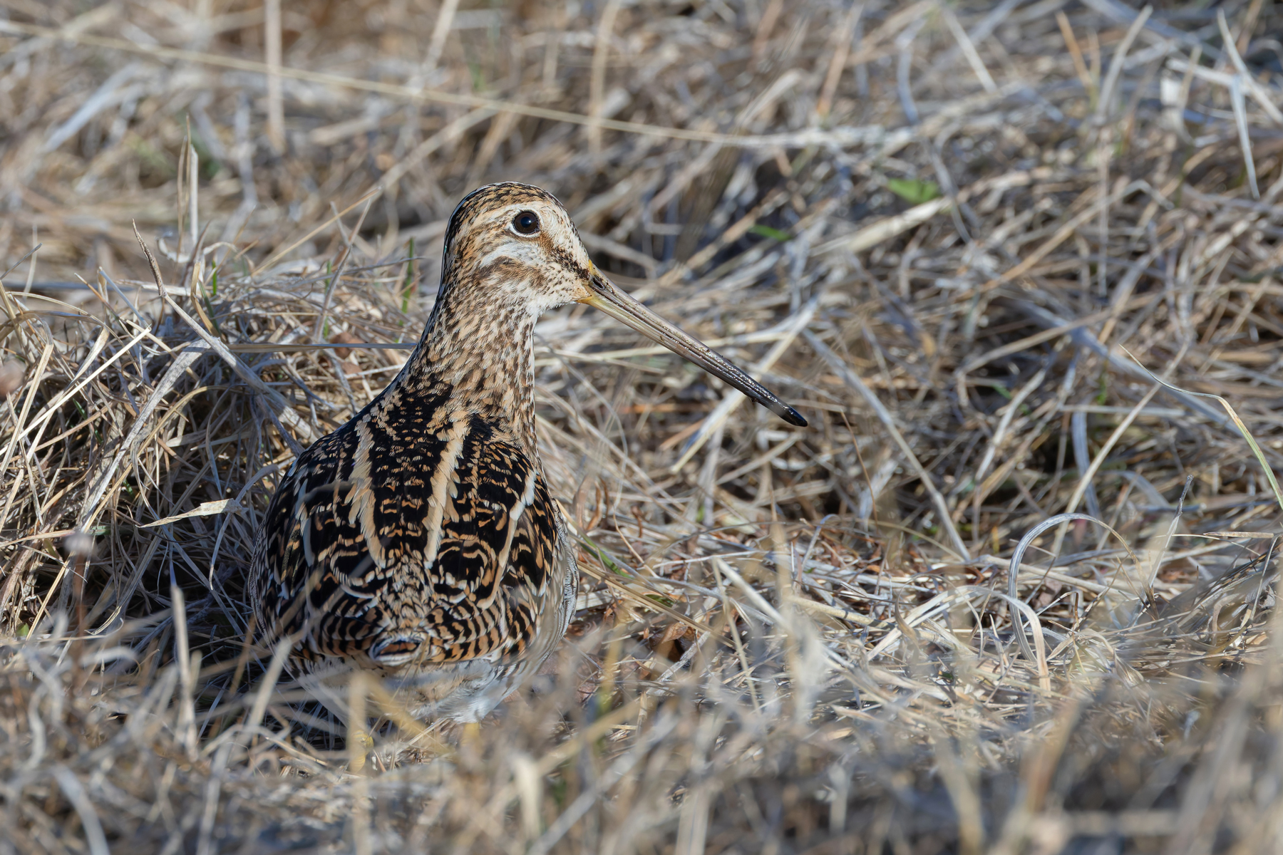 Magellanic Snipe, a variation on the snipe theme (image by Mike Watson)