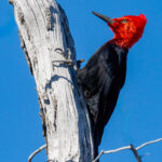Striking Magellanic Woodpeckers really are the punk rockers of the woodpecker world (image by Wild Images guest Stuart Hahn)