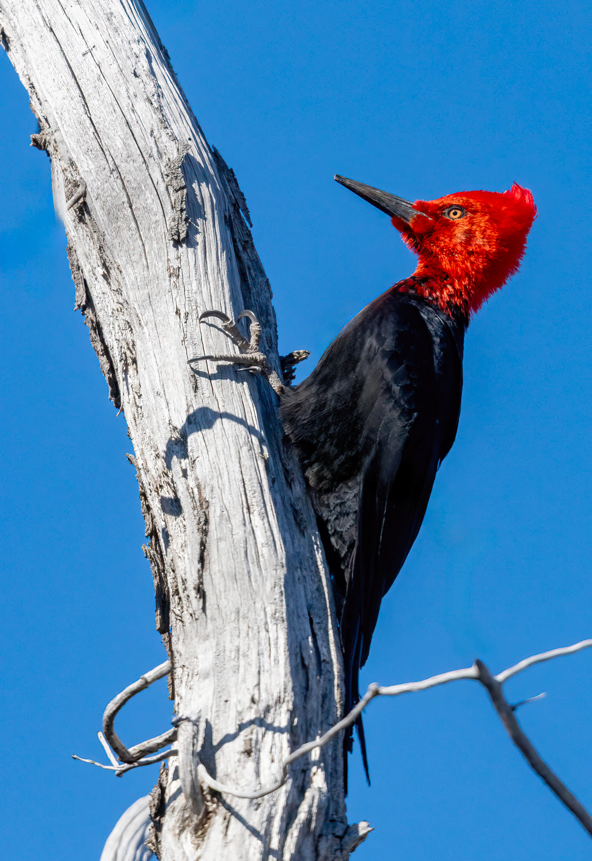 Striking Magellanic Woodpeckers really are the punk rockers of the woodpecker world (image by Wild Images guest Stuart Hahn)