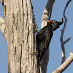 Magellanic Woodpecker, female – the largest extant woodpecker of the Americas (image by Mike Watson)