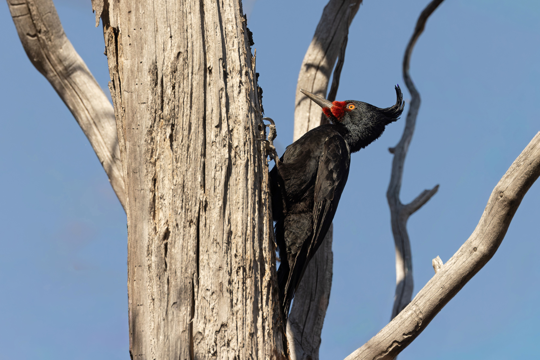 Magellanic Woodpecker, female – the largest extant woodpecker of the Americas (image by Mike Watson)