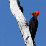 Magellanic Woodpecker, the male is a stunning bird! (image by Mike Watson)