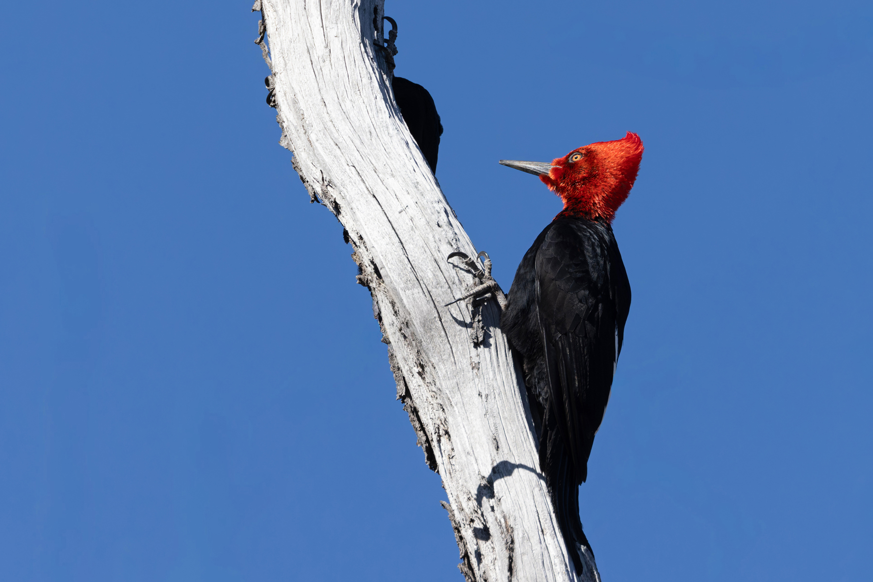 Magellanic Woodpecker, the male is a stunning bird! (image by Mike Watson)