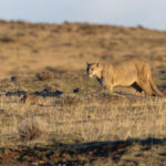 Walking with Escarcha (image by Mike Watson)