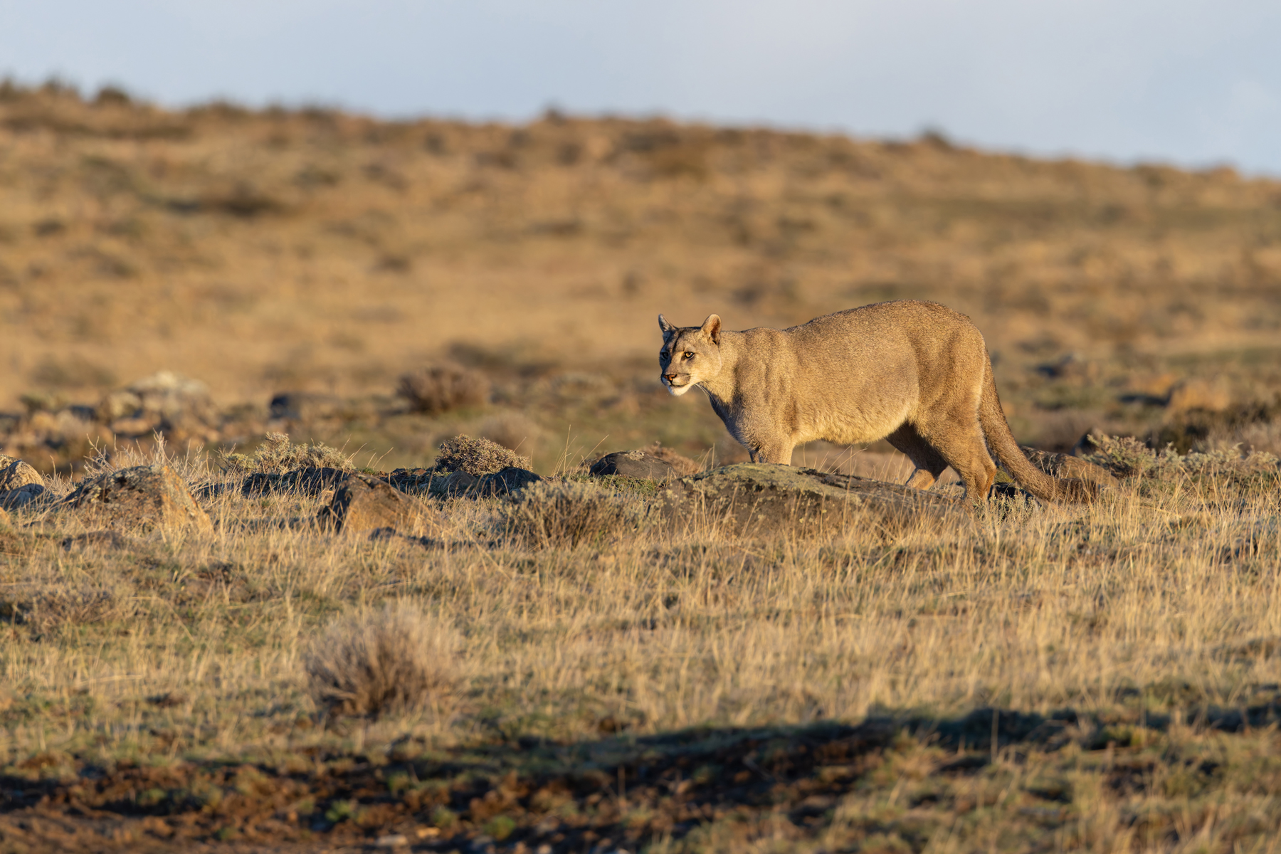 Walking with Escarcha (image by Mike Watson)